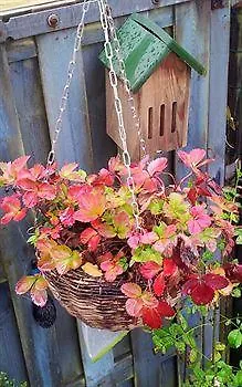 Bed & Breakfast Inndeberm 3*